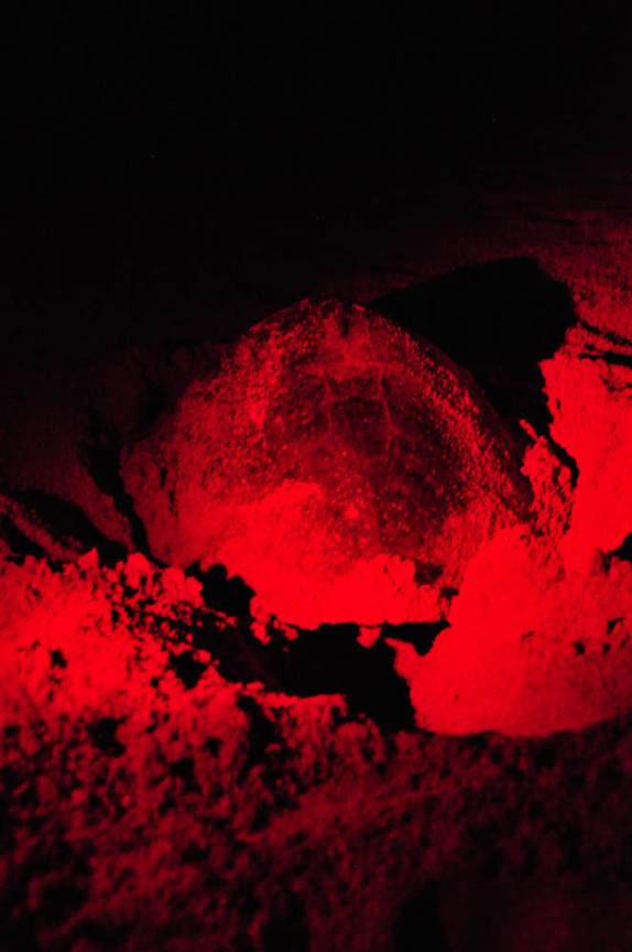 Tartaruga em pleno 'trabalho de parto', na Reserva del Flor, em San Juan del Sur, na Nicarágua